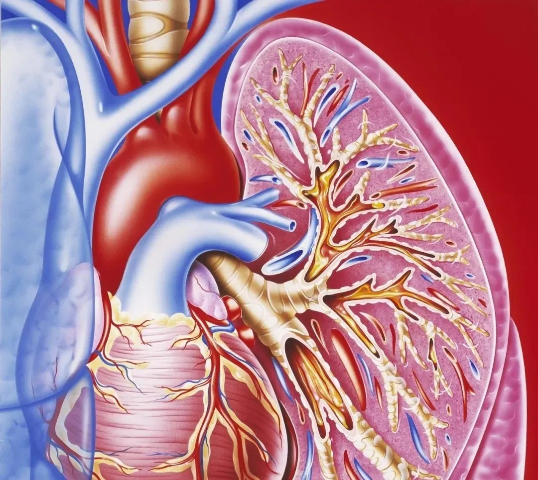 肺炎-哮喘-慢阻肺-咳嗽-咳喘-支气管炎-肺功能检测仪-呼吸训练器