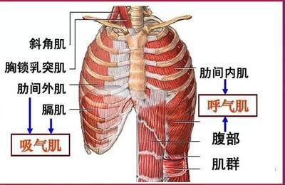游泳-呼吸肌-换气-吸气肌-呼气肌-呼吸-潜水-运动-夏日-肺活量-肺功能-呼吸训练器-肺功能检测仪-呼吸峰流速仪-游泳姿势-运动员-呼吸困难